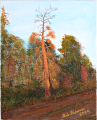 Risto Heinonen: Venesillan mänty